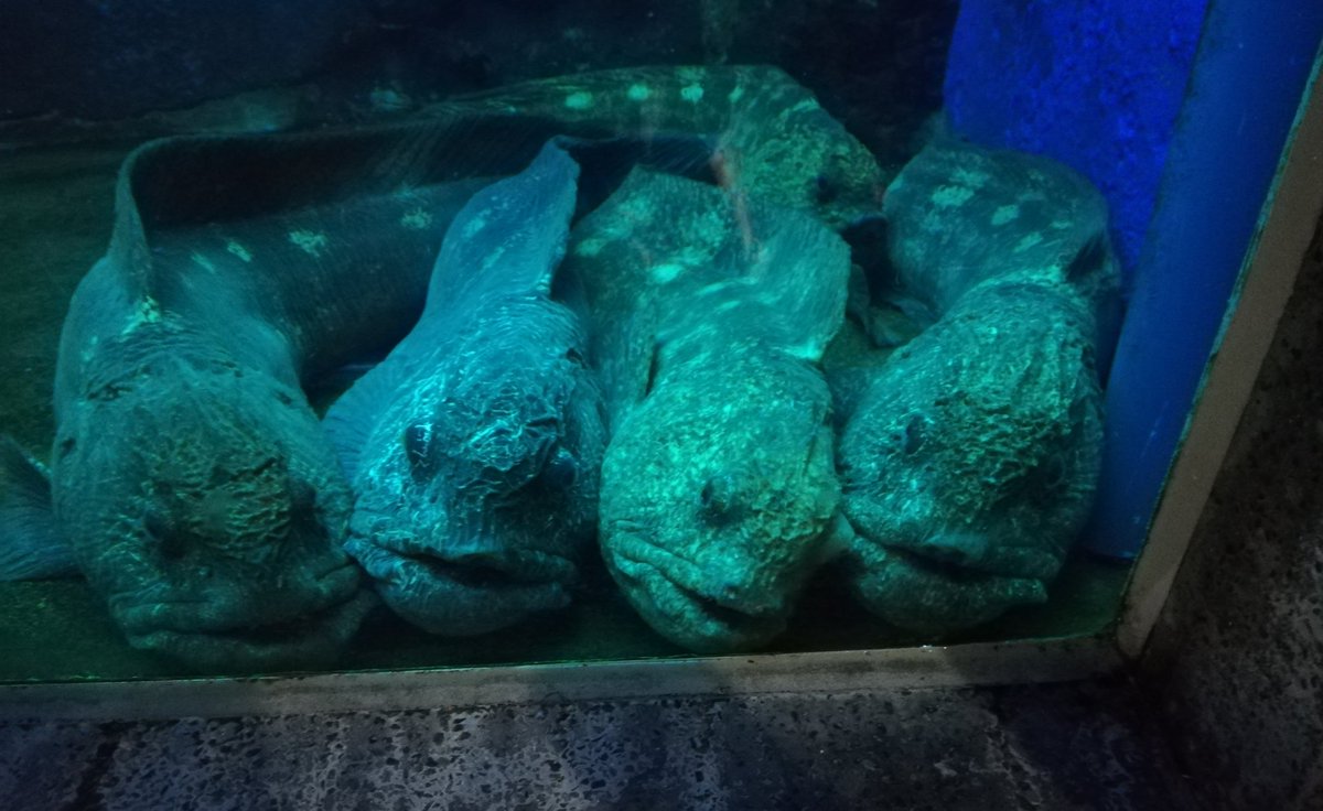 ノーチャンバラムンディ 今日は水族館2箇所を巡りました まずは1箇所目の室蘭水族館 まず魚の密度の高さが印象に残ったのと ソイ系の中でも水族館では比較的珍しくハチガラ オウゴンムラソイ が展示されてたのが釣り好きとしては非常に良き笑