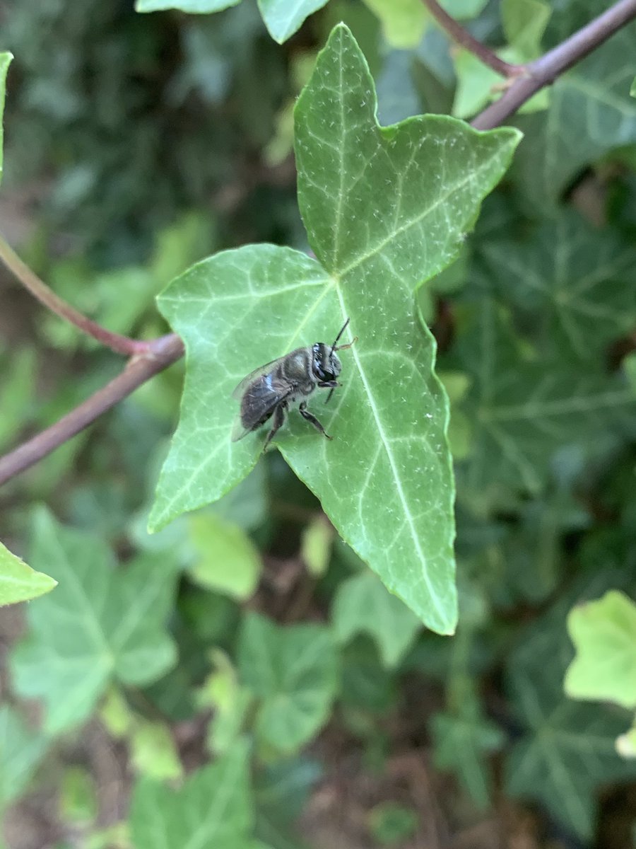 BeeBabette's tweet photo. #solitarybees #OzInsects #InsectConservation #beesintheburbs #bees #savethebees #groundnestingbees #bees #colletidae #leioproctus #leioproctusplumosus @CostasGarden @beedayau @sugarbagbees @2Mblossoms https://t.co/1ygzk5gWhR