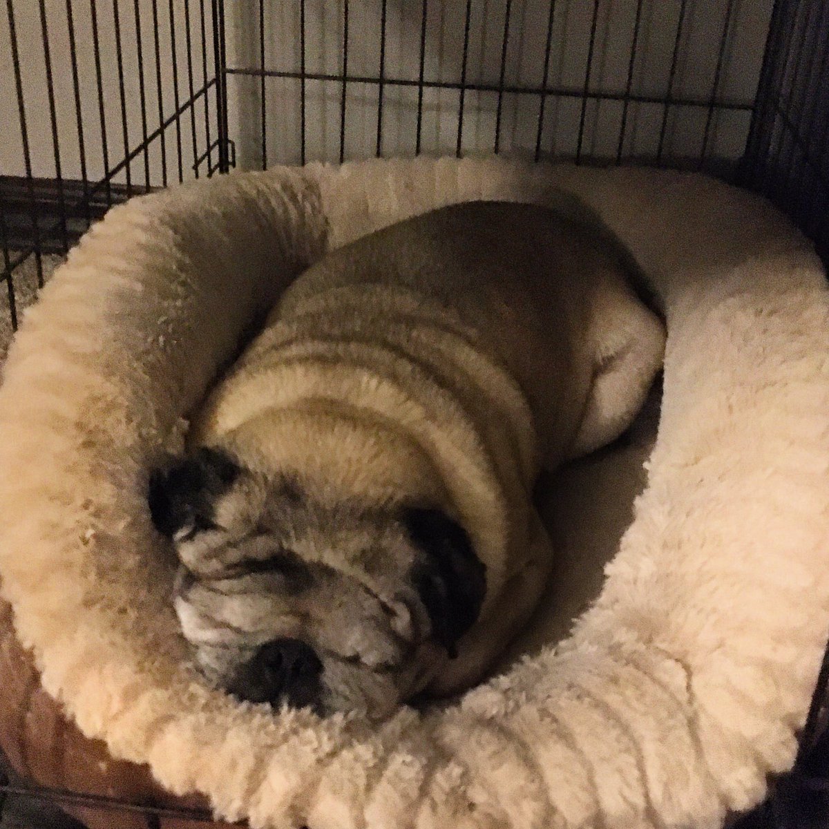 Yes Suge, I feel the same way...But alas, we will be serving up deliciousness at Natural Grocers WEST, 11-1:30pm. You can text ahead orders to 316.609.9016 (Include Name, Order, Pickup Time) Full menu here theflyingstove.com #theflyingstove #pug #puglife #wichita