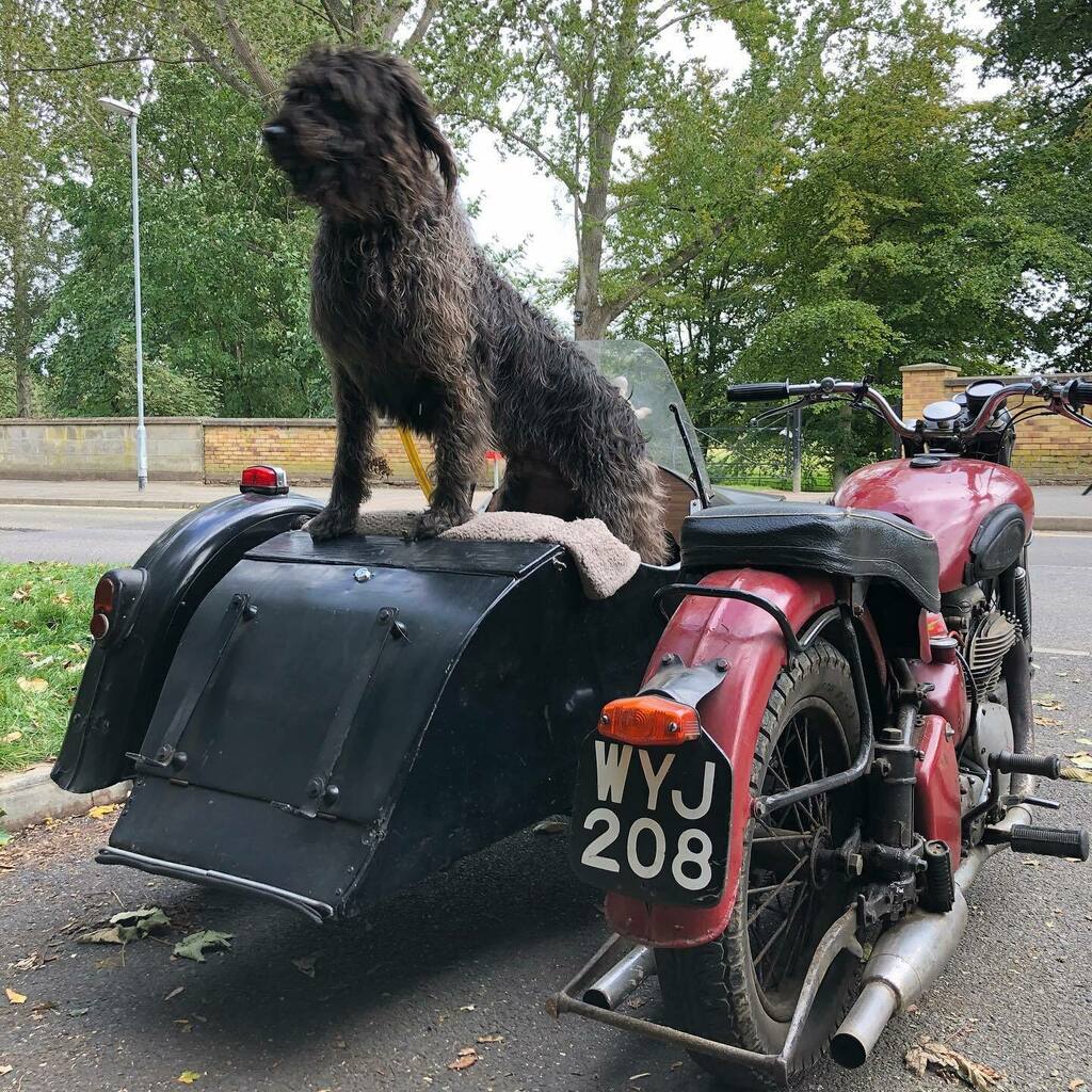 WilliamPenrice's tweet photo. Found the quickest way to dry a wet dog #sidecardog #arielsquarefour #walkies #hounddog https://t.co/AdlYSitKIY https://t.co/Fa9Lu4C1BF