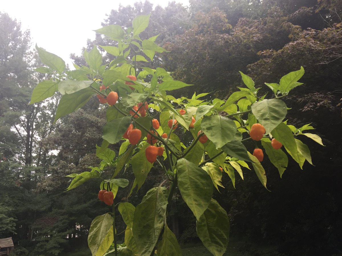 MelissaLLanning's tweet photo. Our lettuce, peas, and tomatoes are gone, but our peppers show no signs of slowing down. #peppers #garden #gardening #thaipeppers #habeneros https://t.co/k3yUyiQEtX