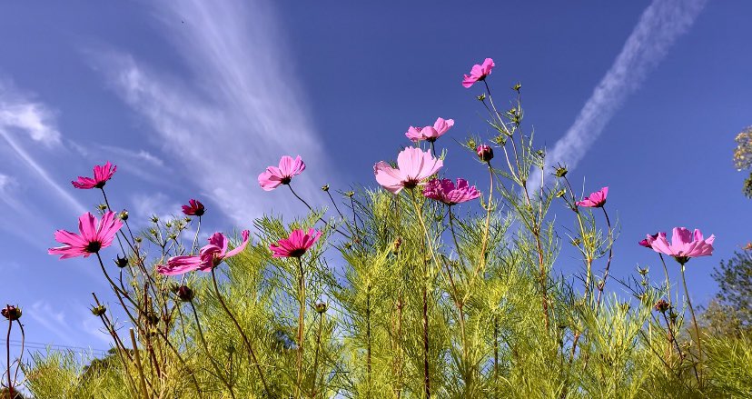 Our garden is painting the September blue skies this afternoon.