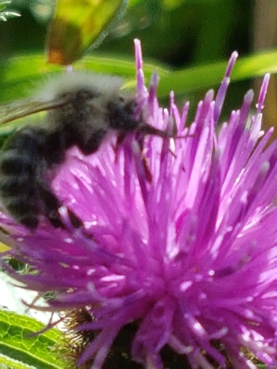 n_shawcross's tweet photo. @BumblebeeTrust I am struggling to identify this bee. I wondered if you could help? On knapweed in North Devon. https://t.co/g306YTCPSu