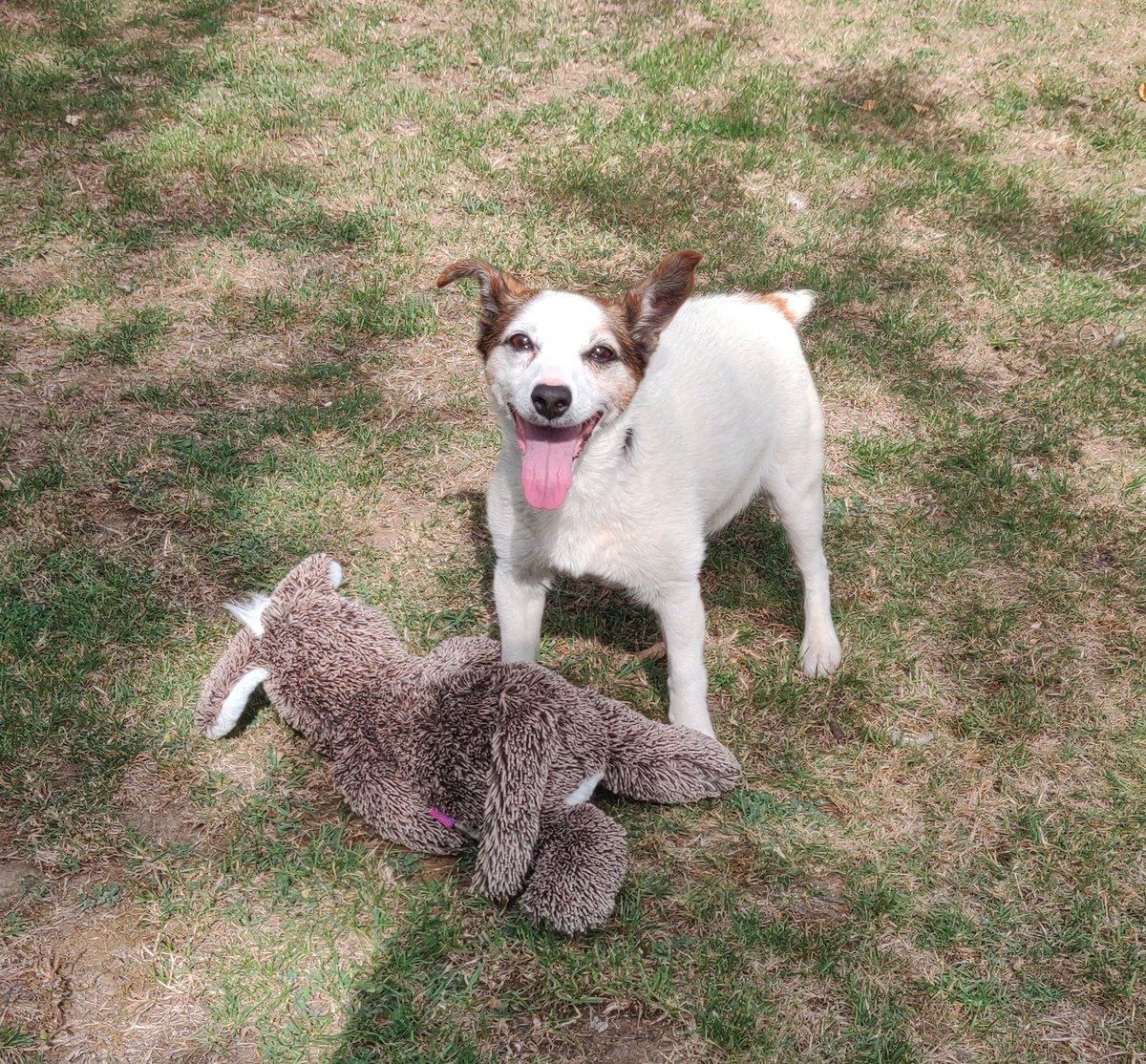 It's now just short of 7 months since we adopted Toby, the 15-year-old Jack Russell terrier. He arrived just before lockdown and has been a lovely addition to our family. I am going to write a few words in this thread on adopting older dogs.