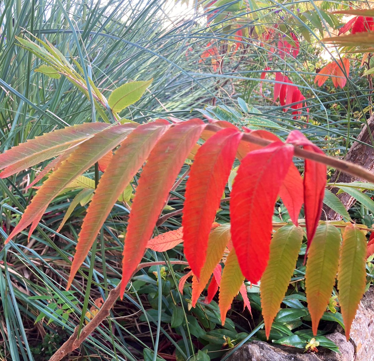 MitaMistry's tweet photo. Studies show that feel-good hormones like dopamine are released when we see bright colours including red, yellow &amp; pink – the more colour we can see in our daily lives, the better for our mood.

Some colours spotted on today’s walk 🌷🌼🌿 https://t.co/JKWA5M4EGe