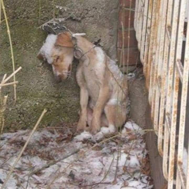 A DOG FROZE TO DEATH 😢😥

He lived his entire life  chained in the backyard of his 'guardian's' house. 

In the summer heat and in the winter cold, this dog was chained outside. 

When the cold weather arrived the chained  dog  froze to death.

Did  his 'guardian' watched  from