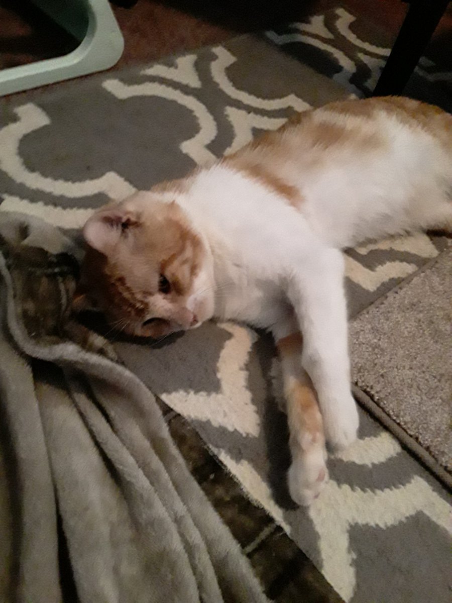 AlisaDStewart1's tweet photo. Cisco is only 80.00 shy of having enough for his amputation surgery. Can you help Cisco feel better?
https://t.co/LzorLH7EEL
Or you can call in to vets for donation. Animed of bellfork.
910 238 2015 https://t.co/lC4uaLYV2j