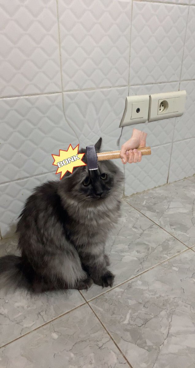 IsssQT's tweet image. BONK