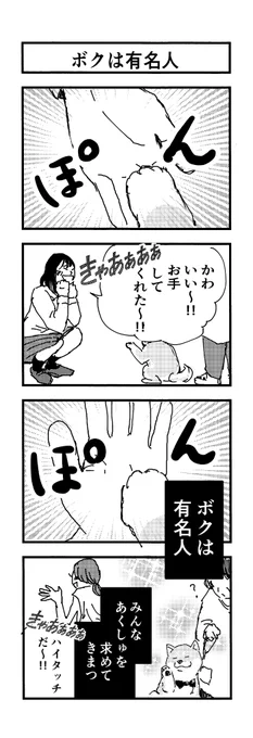 ?『柴ばあと豆柴太』?28歩目「ボクは有名人」#4コマ #4コマ漫画 #犬  #柴犬 #お手 