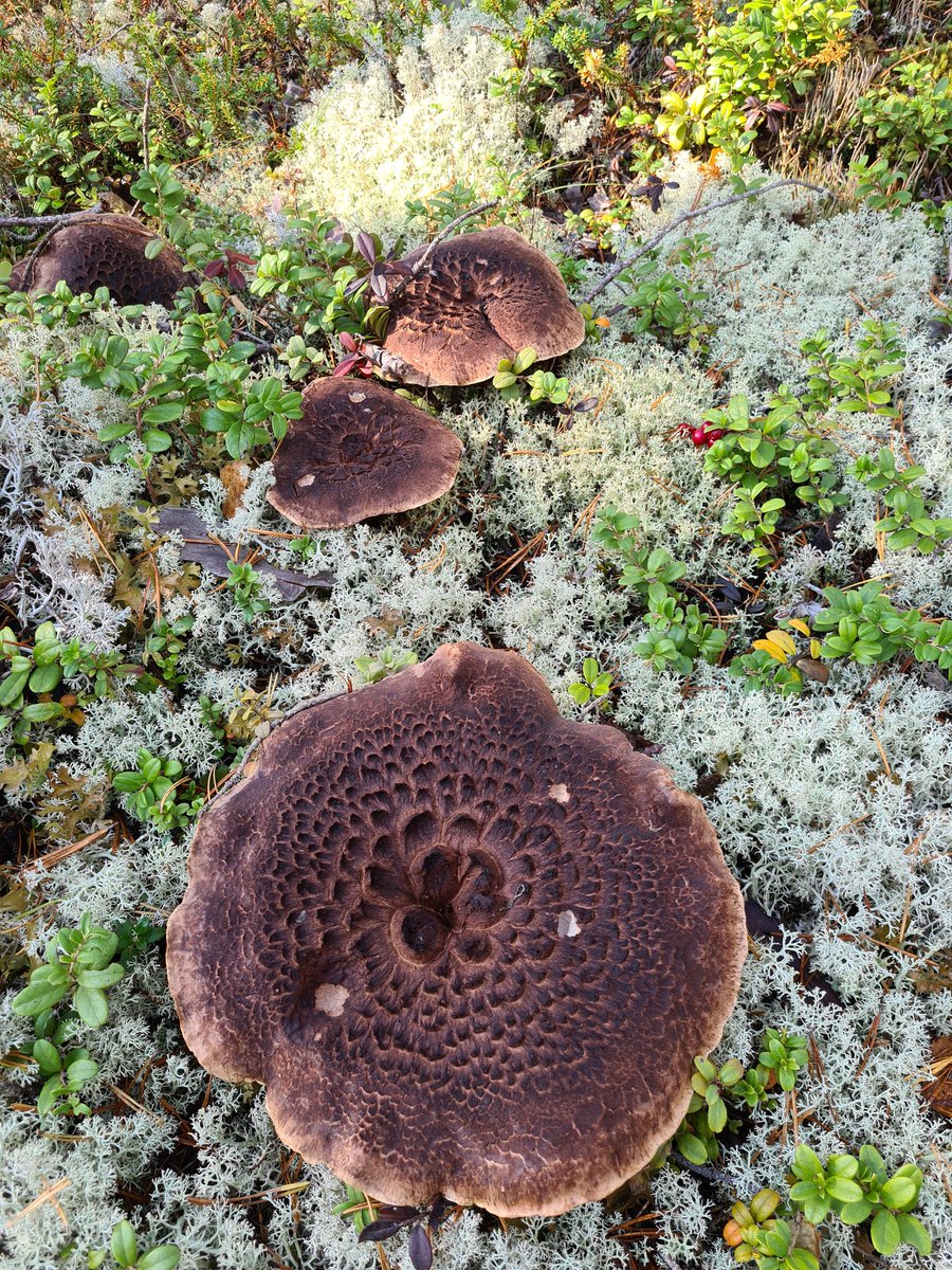 Vapaapäivän riemua sienistä! #metsä #hyvinvointia #luonto #voimiajaksamiseen #sieniä