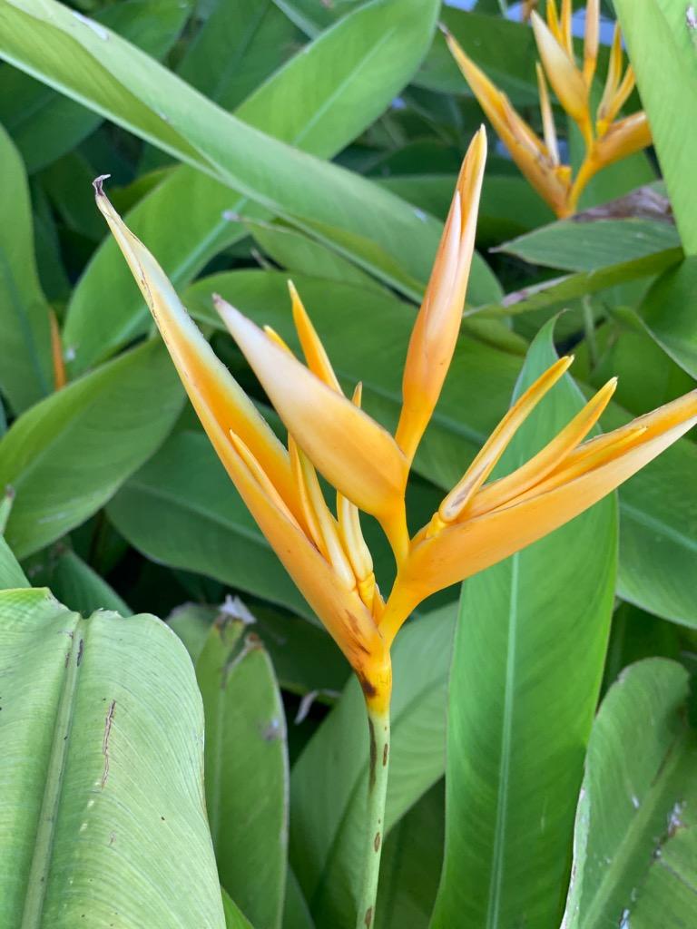 karen jordan-jarrett tweet media