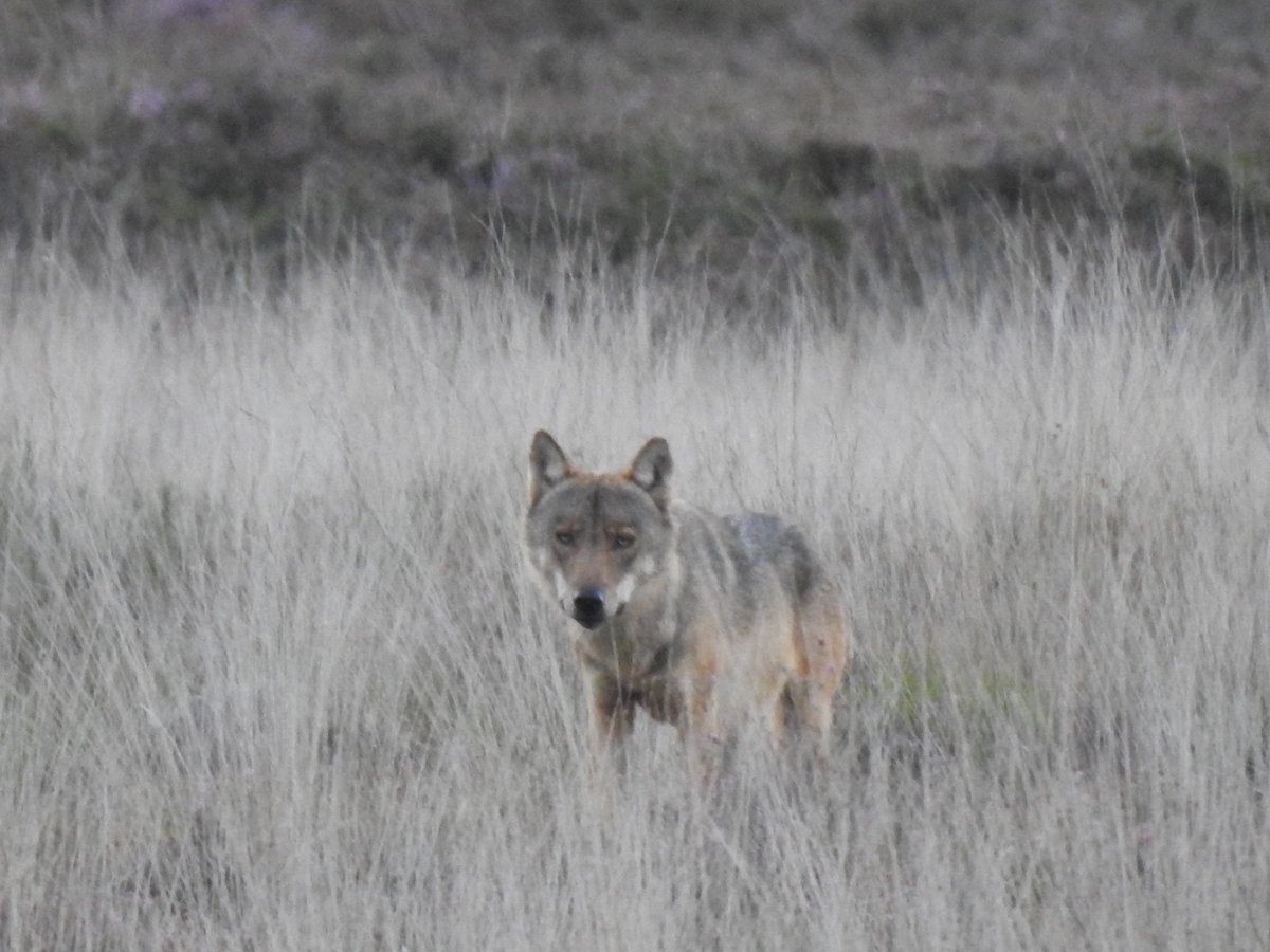 In het licht van de terugkeer van de #wolf naar #Drenthe mocht ik dit weekend <a href="/RTVDrenthe/">RTV Drenthe</a> meenemen naar het wolvenleefgebied van de Noord #Veluwe en meer vertellen over de terugkomst van de #wolven naar de #Veluwe. Straks te zien in de nieuwsuitzending Drenthe Nu vanaf 17.00 uur.