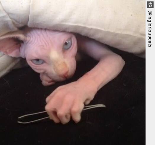 Inglorious Cats tweet media