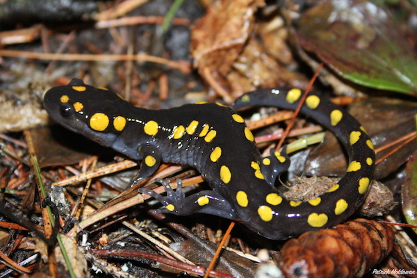 AlgonquinWRS's tweet photo. Fully funded PhD position - May 2021 (negotiable start), Rollinson lab, @eebtoronto.
Candidate will lead long-term research on the evolutionary ecology of amphibians @AlgonquinWRS, w/ emphasis on the Spotted Salamander. See attached!
#AcademicTwitter #GradLife #PhDChat https://t.co/gePuAEdcvQ