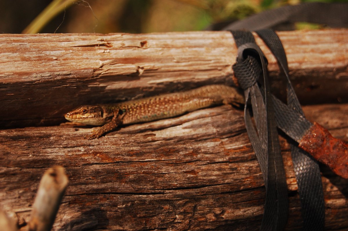 La #Naturaleza no entiende bromas; ella siempre es verdadera, seria, severa; ella es correcta, y los errores y fallos son siempre de los hombres. Al incapaz de valorarla, lo desprecia; y solo ante lo apropiado, lo puro y lo verdadero se rinde y revela sus secretos." Goethe