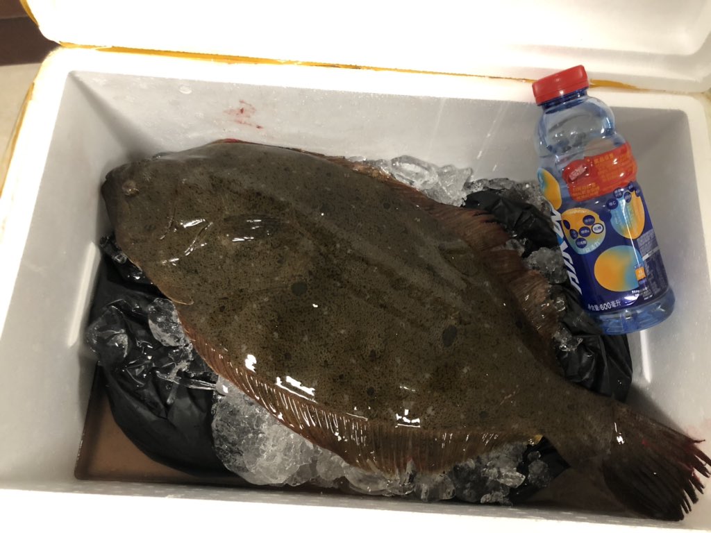 狮叽肉肉卷 tweet media