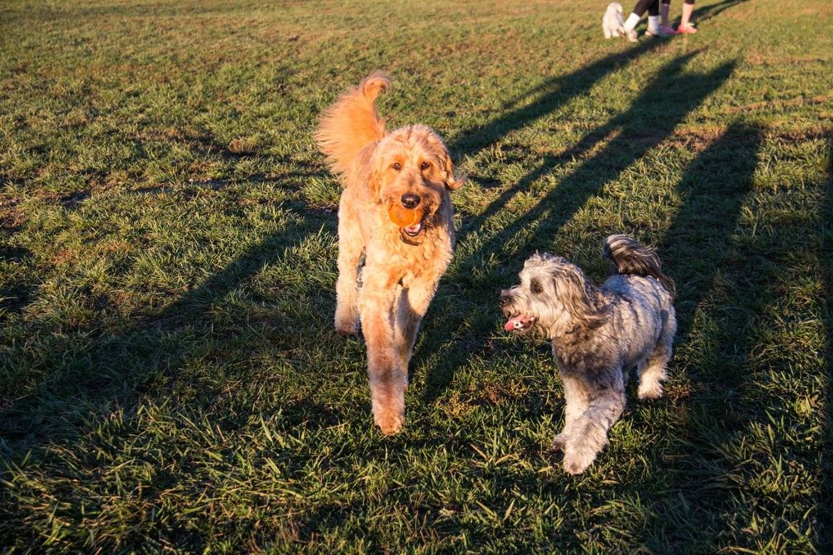 caniotic probiotic for dogs