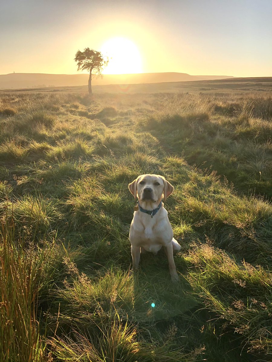 🍂🍃 What a beautiful start to autumn we are having 🍁
#Autumn2020 #dogsoftwitter #sunrisephotography #nature