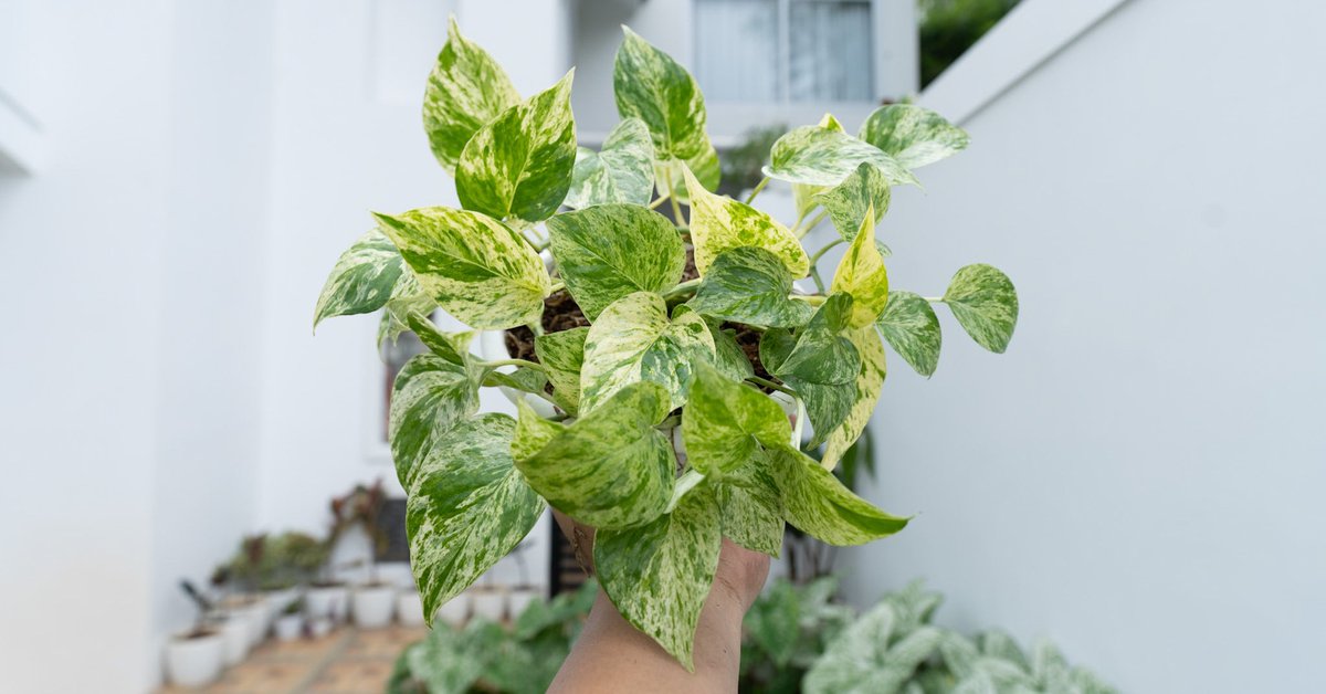 trendingplant's tweet photo. So much #love #beauty #plant #on #earth https://t.co/zgcDn0T9vt