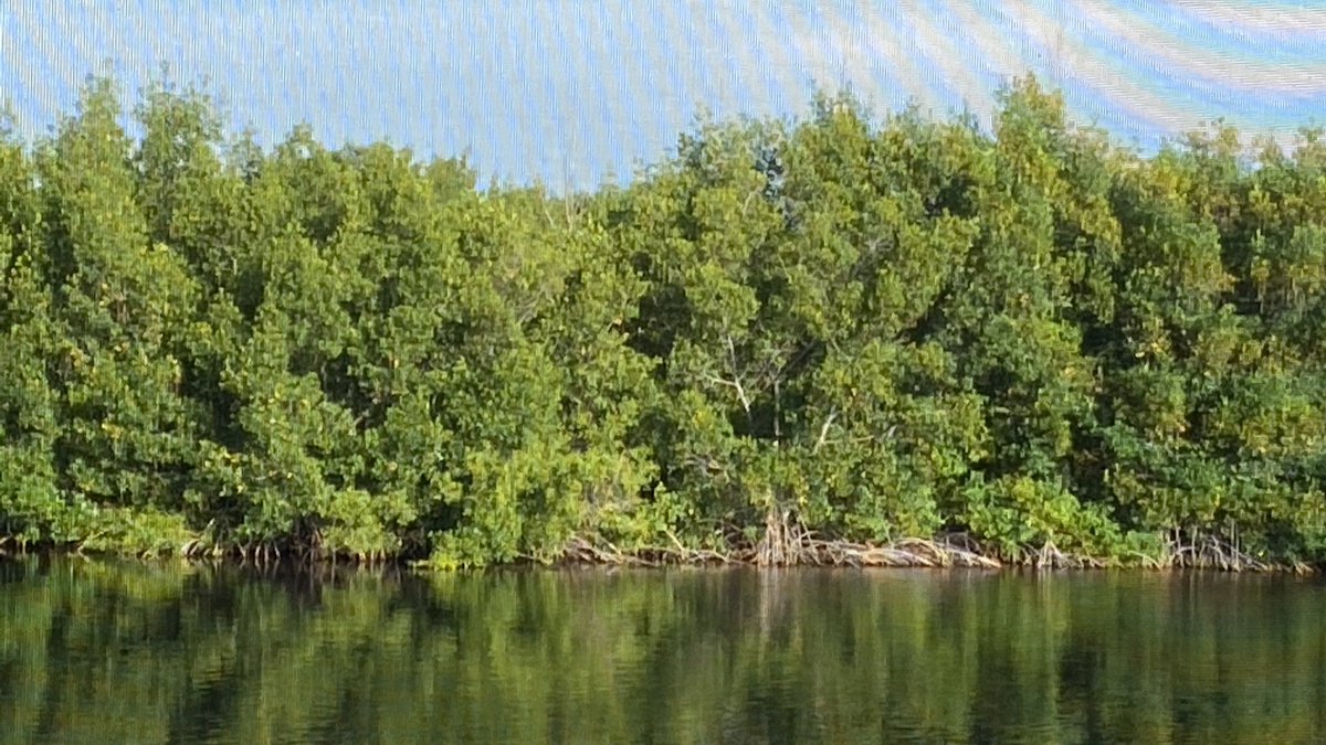 MangroveMiracle's tweet image. GM! #SundayThoughts SAVE the #mangroves one of the best #climate heroes 💪 These beauties are from Cape Coral #Florida @CapeCoralDaily #ClimateTwitter #savetheearth