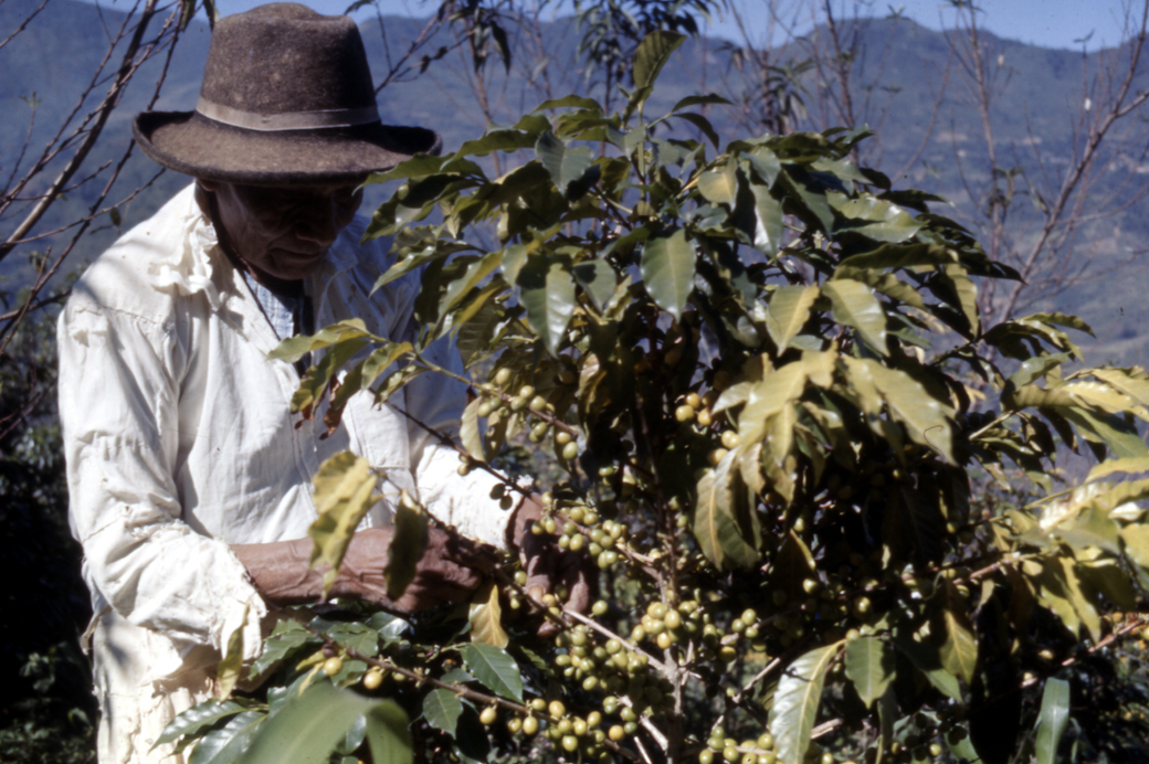 ¡Pàdiùxi! Gùlì dá gùlì ti-dì. - ¡Buenos días! Bienvenidos. Hoy te saludamos en didza xidza / #zapoteco del Rincón o serrano del noroeste bajo.
Retrato de un cafeticultor en Tanetze de Zaragoza, #Oaxaca.

📷: Ramón Jiménez, #FototecaNachoLópez.