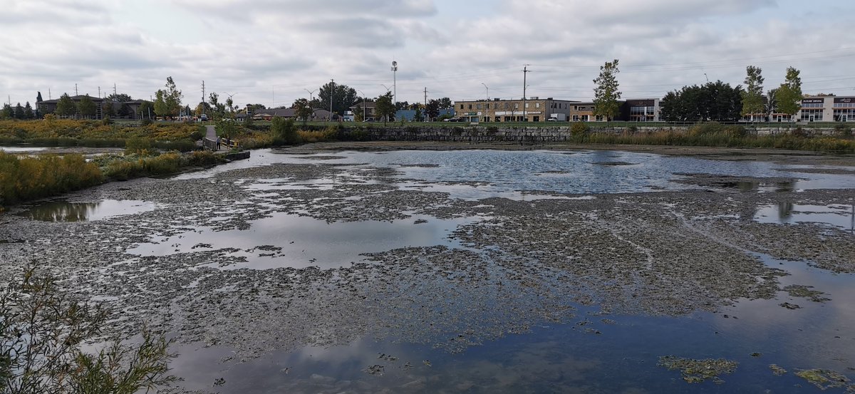 HuberRob's tweet image. Stormwater management ponds help to reduce the amount of excess nutrients from getting into the river
#AntlerRiverRace @H2OAlliance