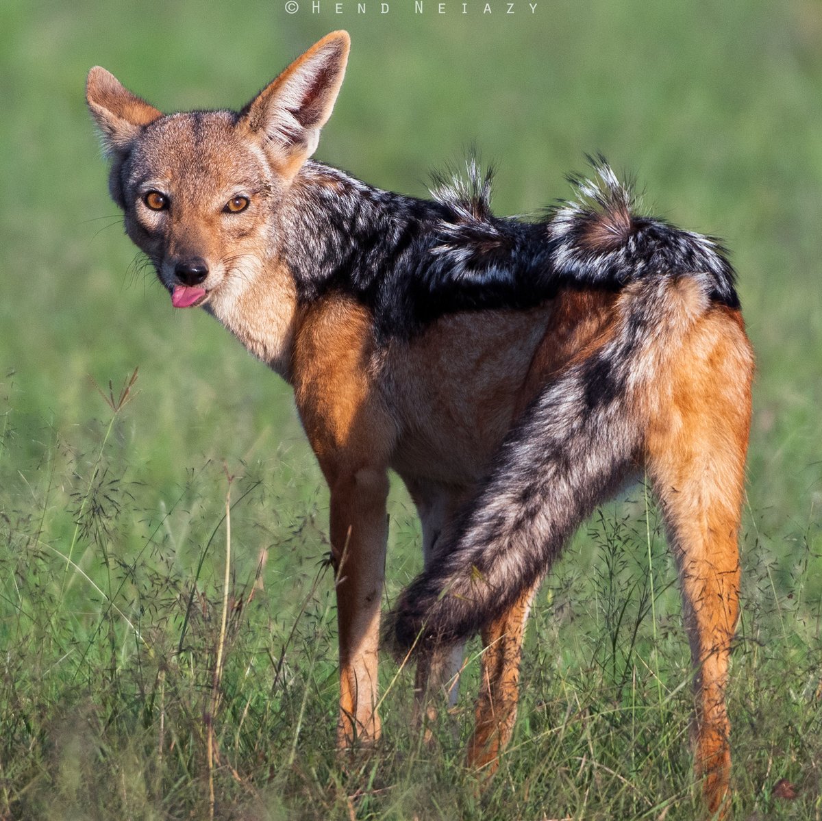 Jackal 
masai mara national reserve - Kenya

#jackal #masaimara #wildlifephotography #nikonkenya #nikonmea #NaturePhotography