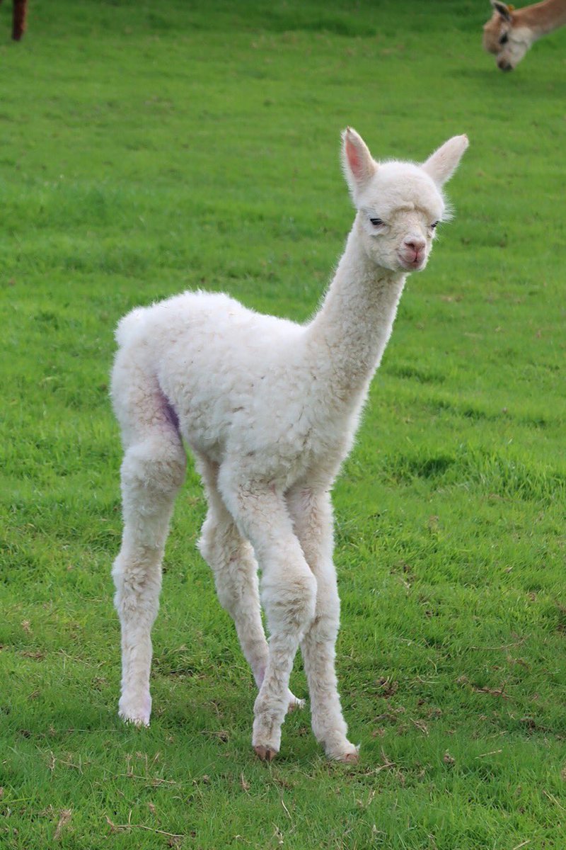 woolly_bug's tweet photo. RT https://t.co/agyv7uupXu Some of the cria enjoying their Sunday afternoon #Alpacas #Devon #Northdevon #Exmoor #Combemartin #alpacasocks #alpacayarn #knitting #needlefelting #crochet #fleec… https://t.co/W2iBzbT3uw