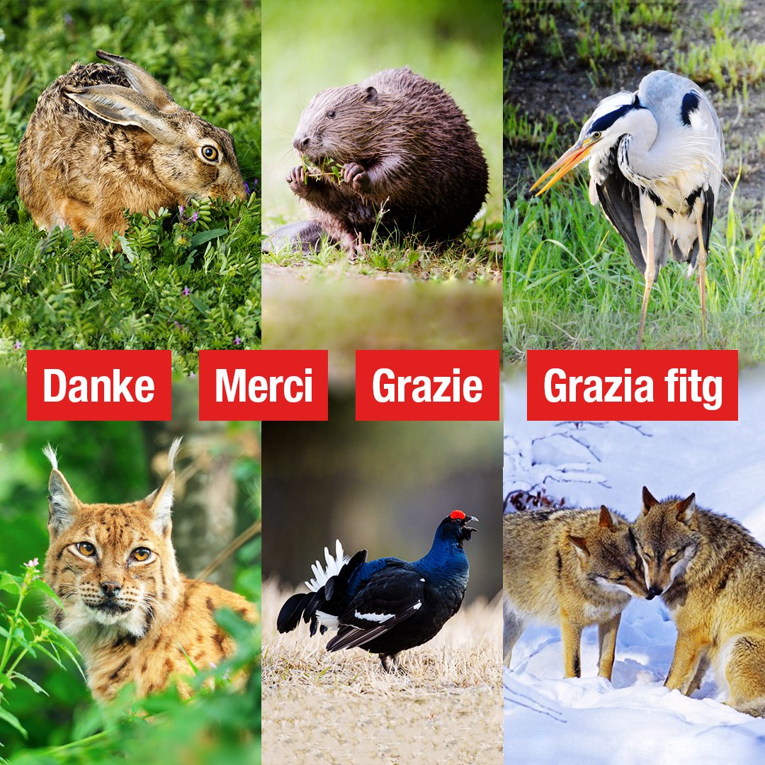 Loi d'abattage - NON! tweet media