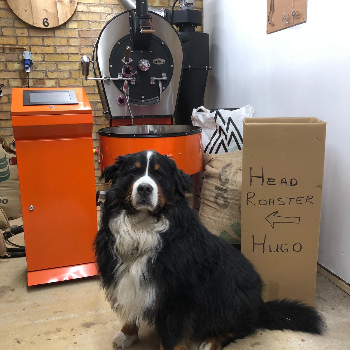 CoffeeNo13's tweet photo. Introducing the 3rd member of the No13 team, our head roaster Hugo, Big dog with a big heart and a big character. #bernesemountaindog #bernese #Coffee #coffeelovers 
https://t.co/kGezPjV8gH https://t.co/AIQnhYNz12