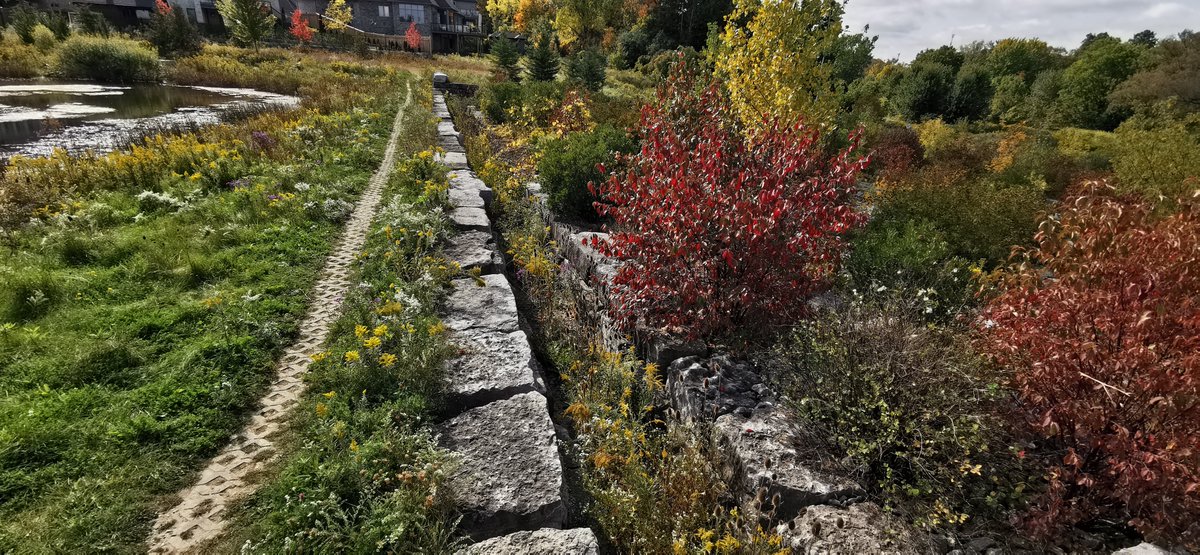HuberRob's tweet image. Rain gardens #antlerriverrace @H2OAlliance Sunningdale