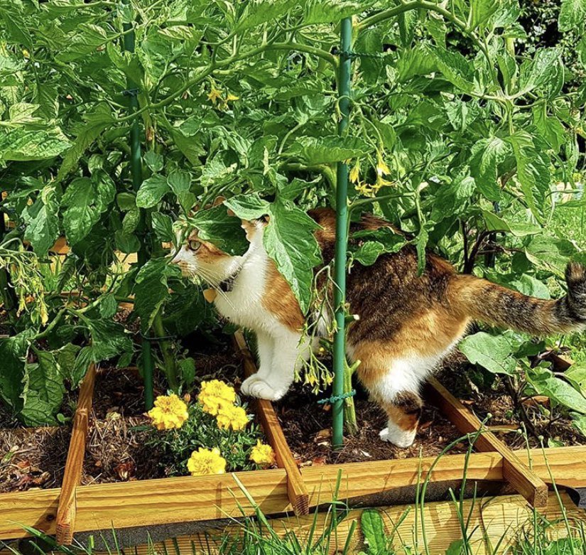 Mathis290_'s tweet photo. ⚠️ AVIS DE RECHERCHE ⚠️
Je n'ai plus de nouvelles de mon chat depuis maintenant 2 semaines, elle doit être quelque part aux alentours de Bénouville ou Blainville ... 
La moindre info est la bienvenue, c'est un chat curieux et discret, elle se laisse facilement enfermer 
#RT svp https://t.co/2GBitjrsYu