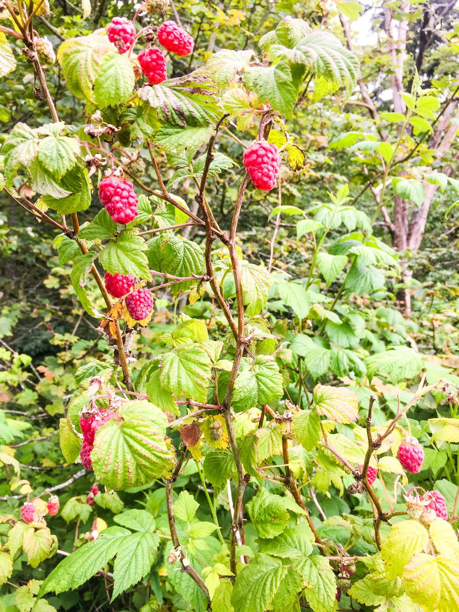 SweetArtLab's tweet image. Freshly picked Wild raspberries will make delicious jam, desserts... ❤️ #foraging #wildraspberries #raspberrytart instagram.com/p/CFm_ZtggEnx/…