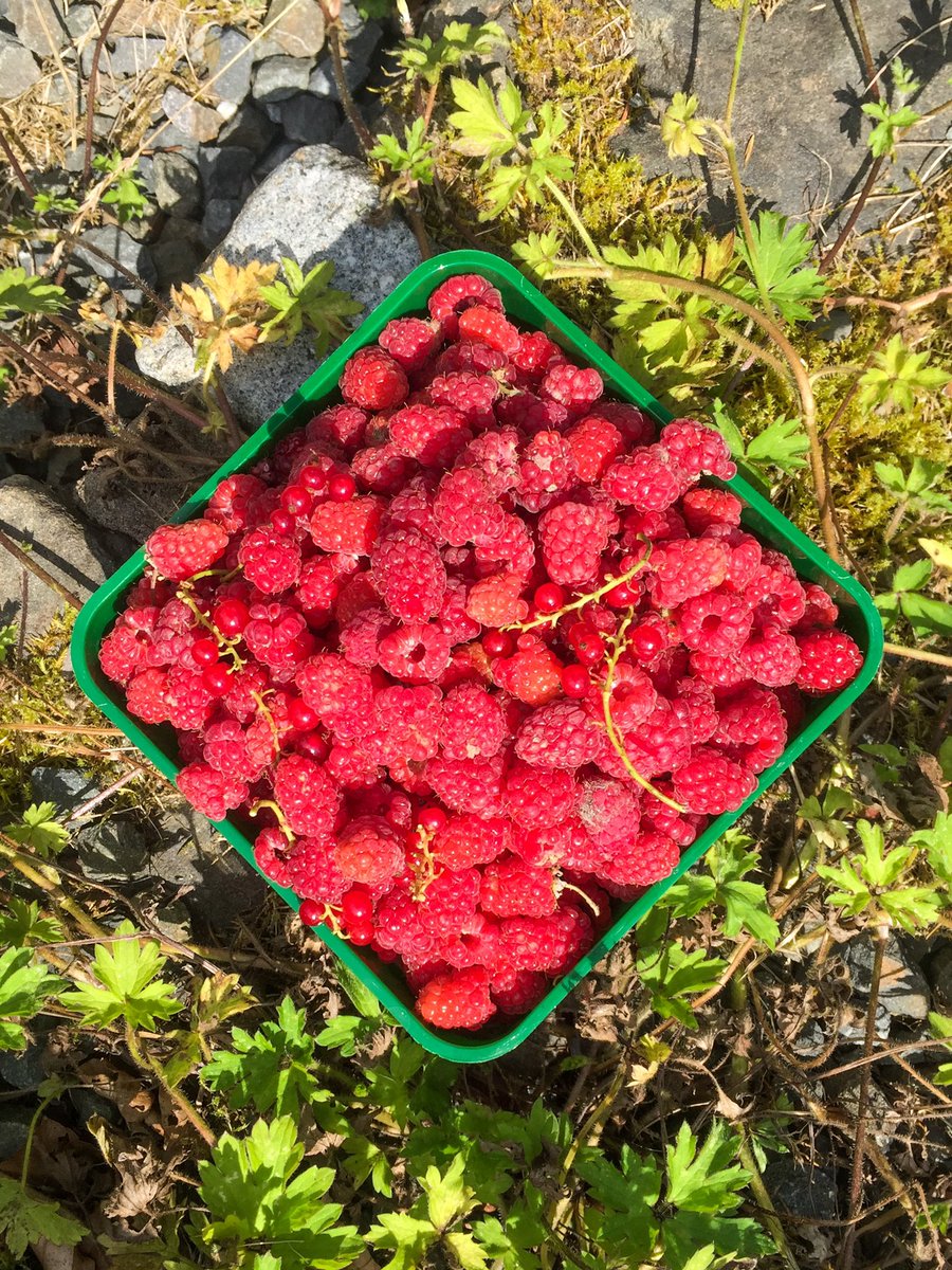 SweetArtLab's tweet image. Freshly picked Wild raspberries will make delicious jam, desserts... ❤️ #foraging #wildraspberries #raspberrytart instagram.com/p/CFm_ZtggEnx/…
