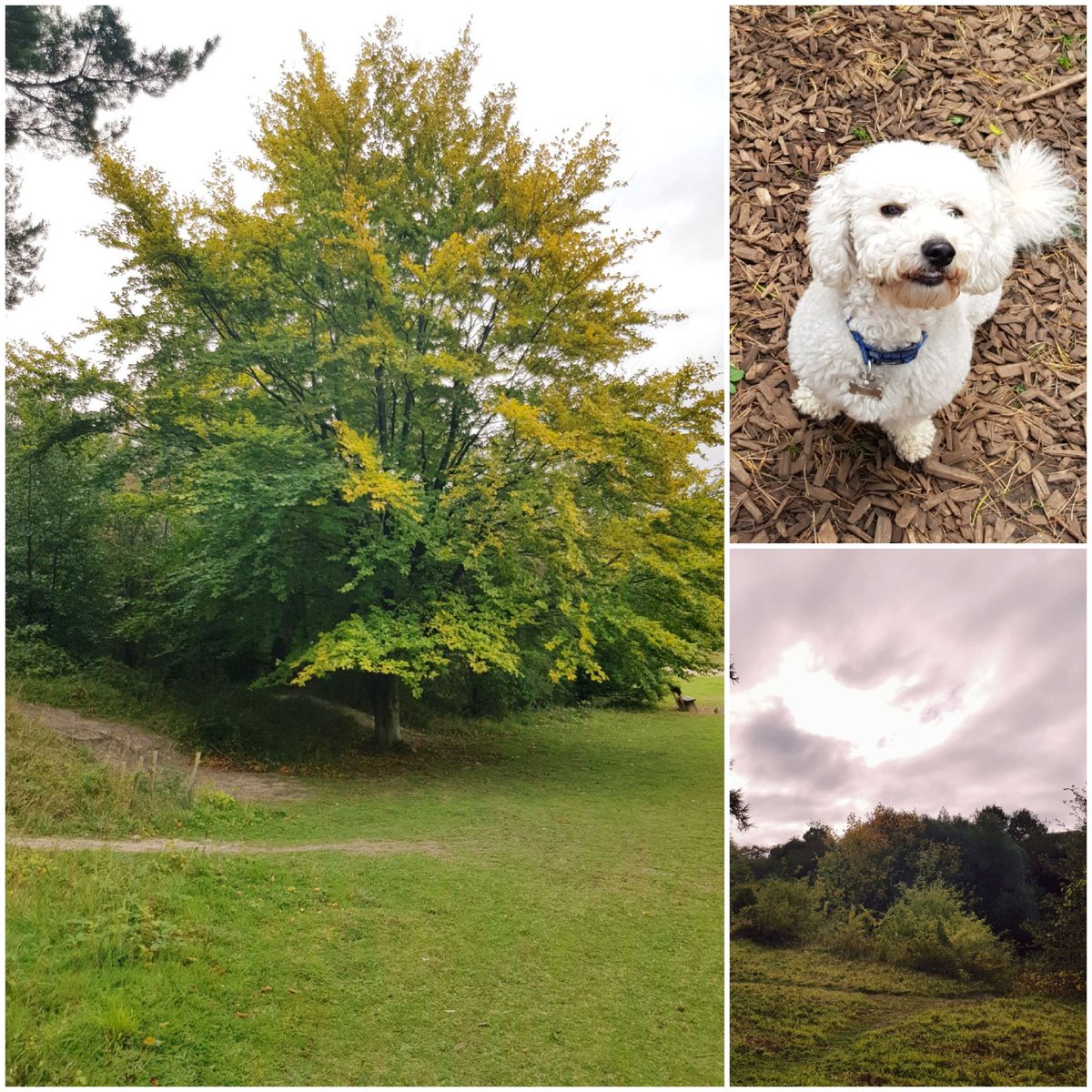 _LisaCherry's tweet image. Me and Milo at the country park this morning... ❤

#GetOutsideDay