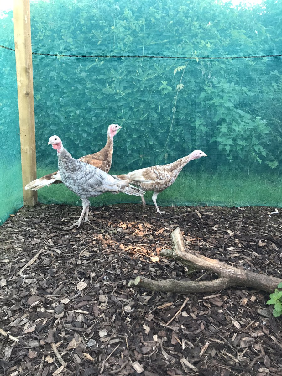 devon_hens's tweet image. Right turkey people, I am new to turkey,s. What do you think I have here, 2 stags and 1 hen??? 🦃🦃🦃 @Turkeyfarming7 @GoldenTurkeys