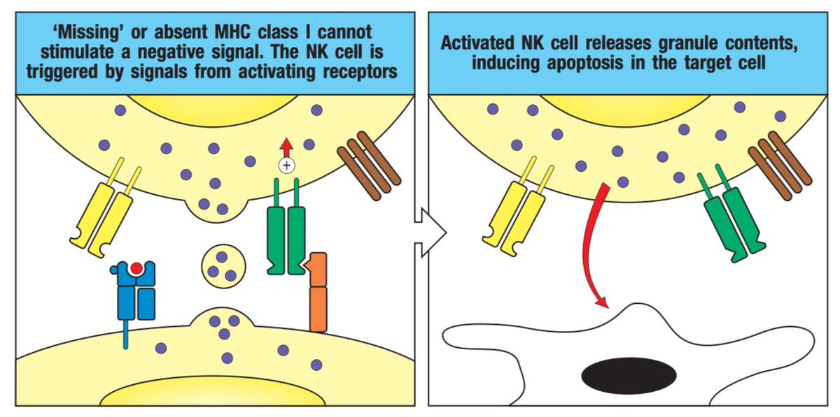 However, MHCs also have to present self-antigen peptides with them. Viruses can completely disrupt cellular metabolism and basically stop antigen presentation. However- when cells don't have enough MHC proteins, they get destroyed by natural killer cells (no gif for this one):