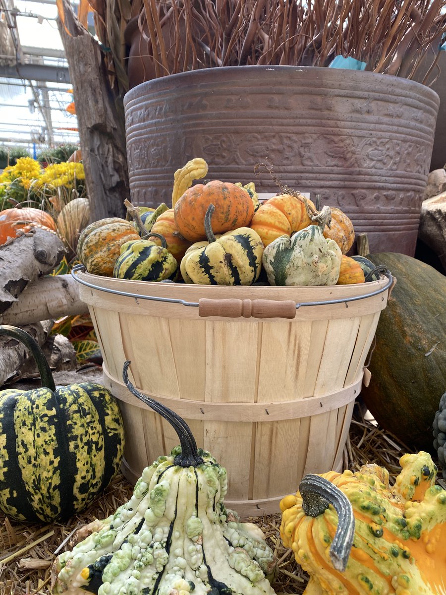 LGCenters's tweet photo. Our greenhouse is overflowing with beautiful fall annuals! New arrivals include a fresh shipment of corn shocks, broom corn, gourds, and strawbales. 
 #LandscapeGardenCenters #HowsItGrowingSF #Greenhouse https://t.co/7yPUn18YtH
