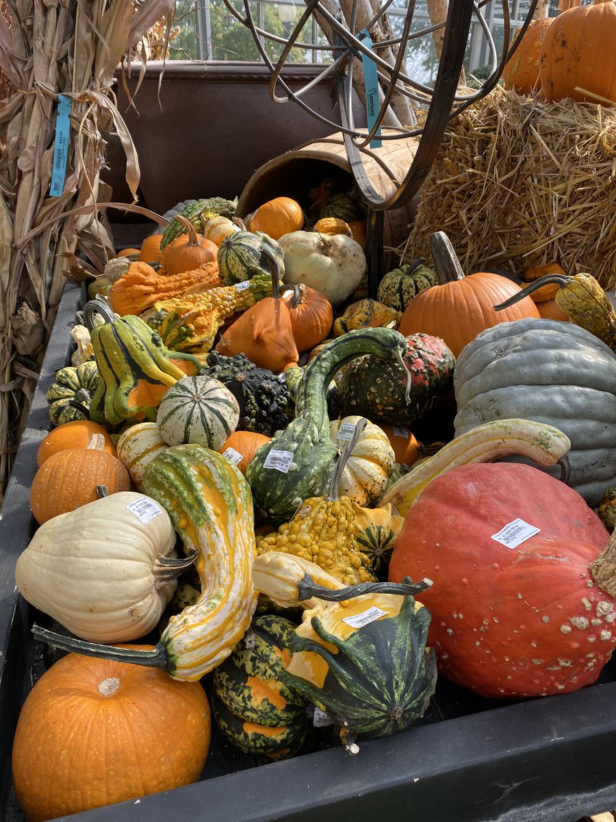 LGCenters's tweet photo. Our greenhouse is overflowing with beautiful fall annuals! New arrivals include a fresh shipment of corn shocks, broom corn, gourds, and strawbales. 
 #LandscapeGardenCenters #HowsItGrowingSF #Greenhouse https://t.co/7yPUn18YtH