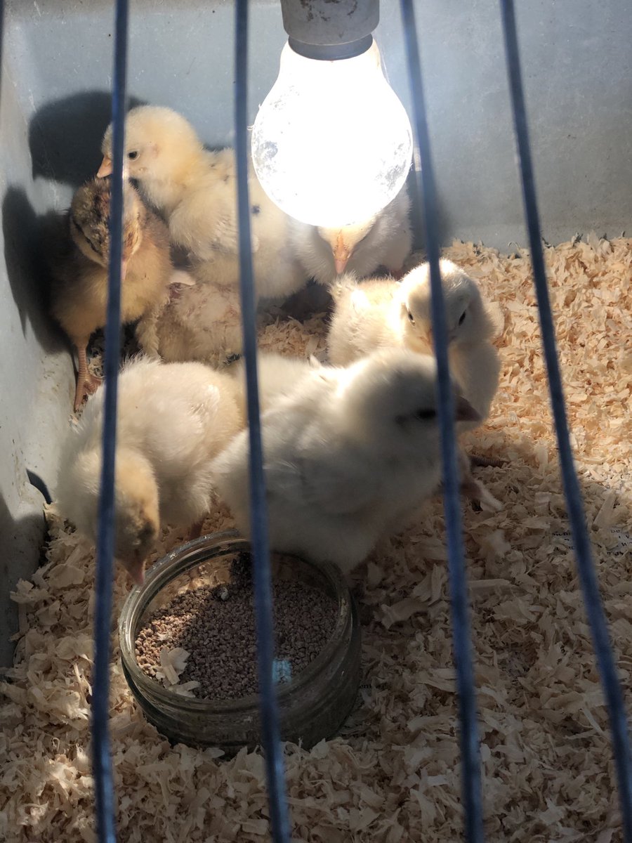 pgwjones's tweet photo. Chick update ๐ค ๐ฅ ๐ฃ
The #HappyEight https://t.co/P1F0XWWpg4