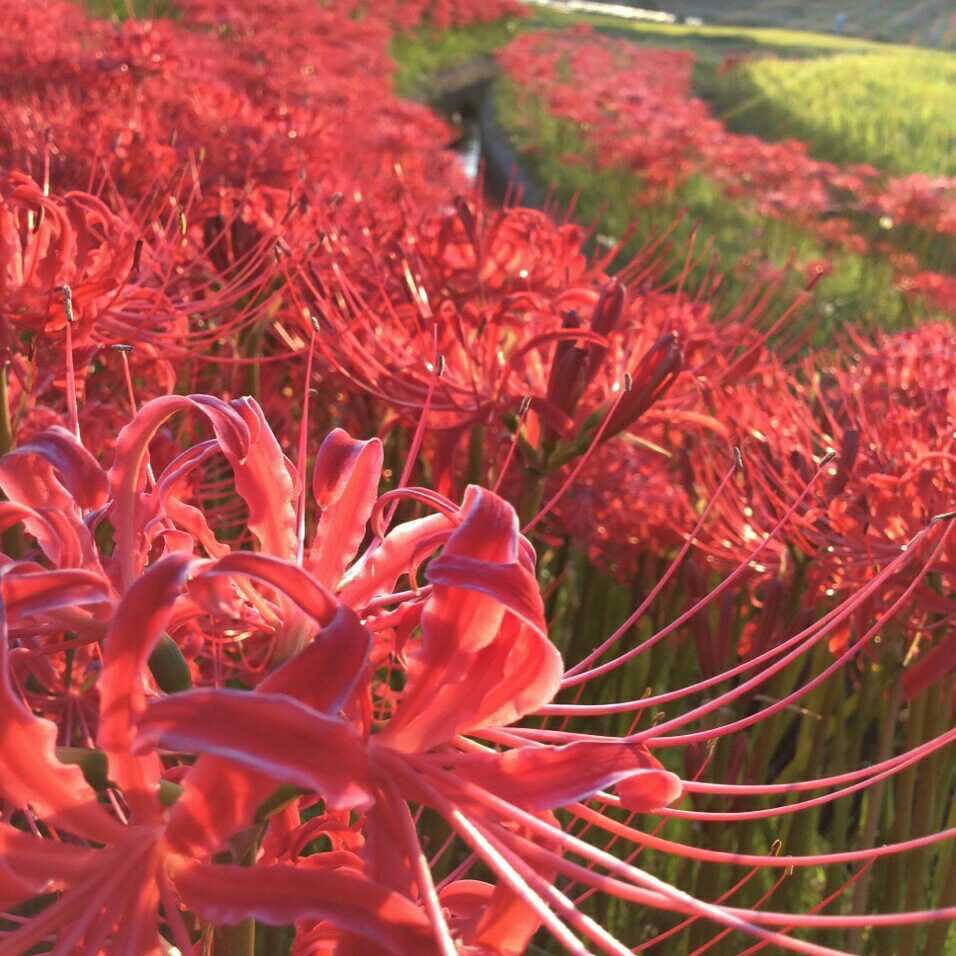 とりあえず3年前の彼岸花でも、、
#彼岸花
#曼珠沙華
#秋好き