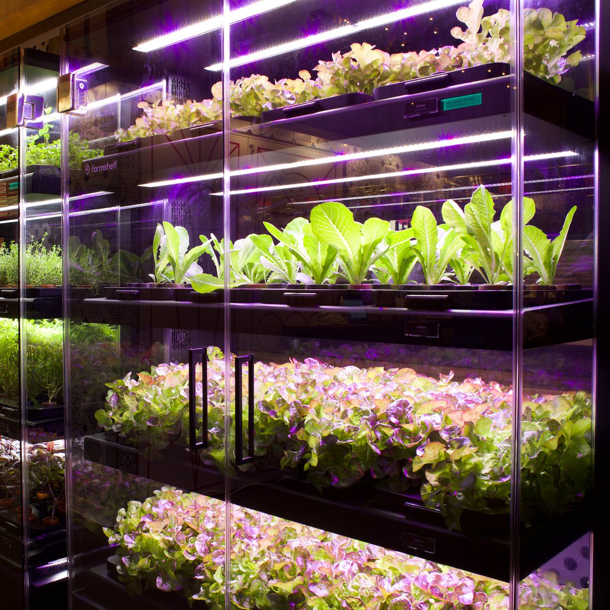 Ever wonder where your food comes from? 👀 With Farmshelf, look no further. Grow fresh leafy greens and herbs right before your eyes.
.
.
.
.
.
#smartindoorfarm #alwaysgrowing #indoorfarming #farmtotable #gogreen #getgrowing #farmfresh #freshproduce #eatwhatyougrow  #homegrown