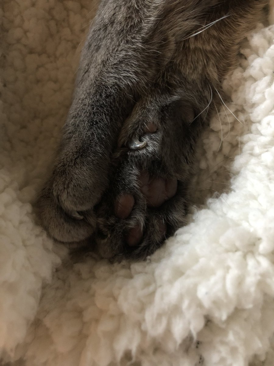 tinybroccoli's tweet image. thank you all for loving me ; i will luff yu forever