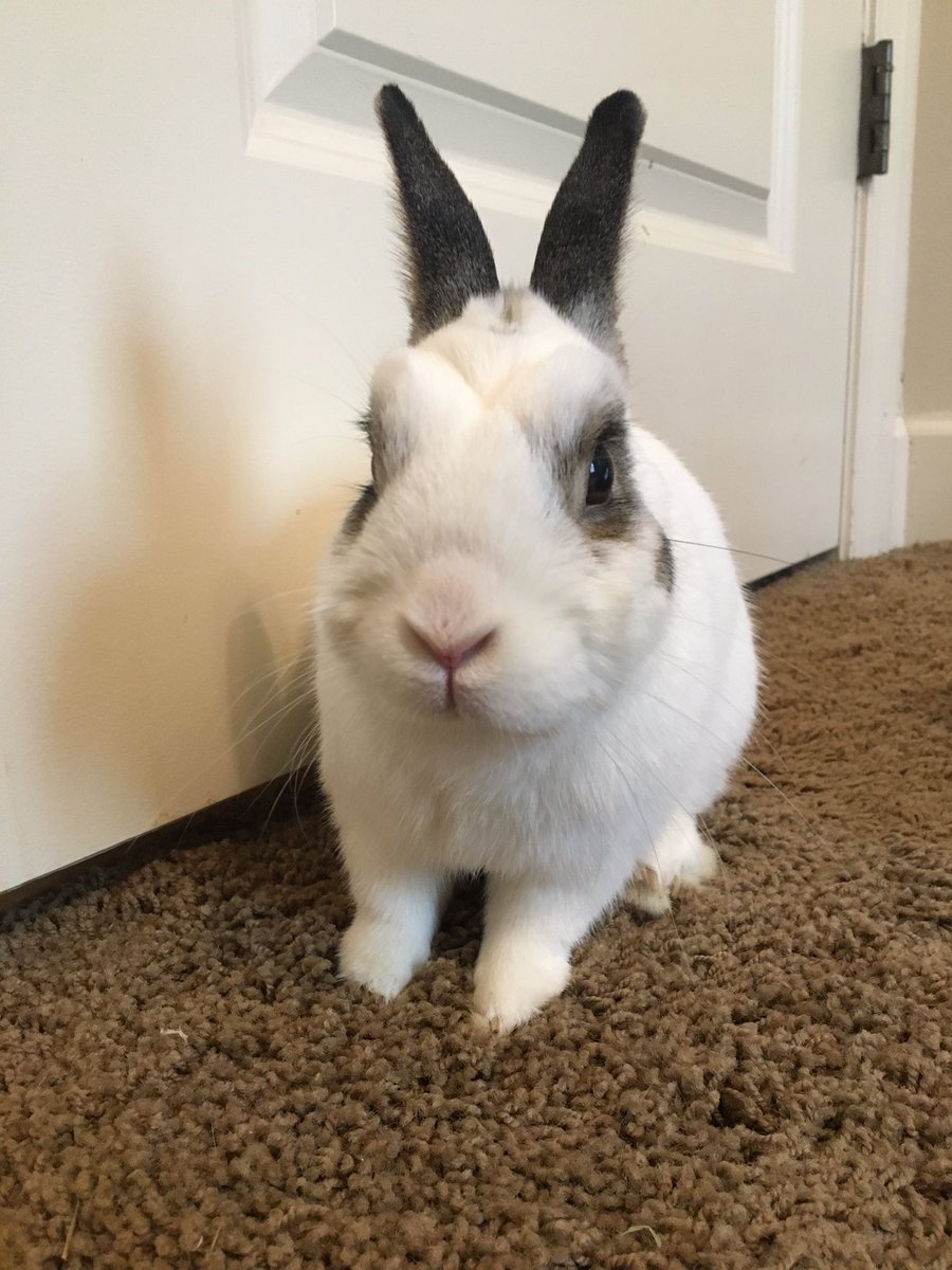 ARDewler's tweet photo. Sunday PSA: If you fail to feed your rabbit on time, he will sit beside you and glare at you grumpily until you do.  
#rabbits #whatacreeper #petownerprobs https://t.co/JhiX1kBTOj
