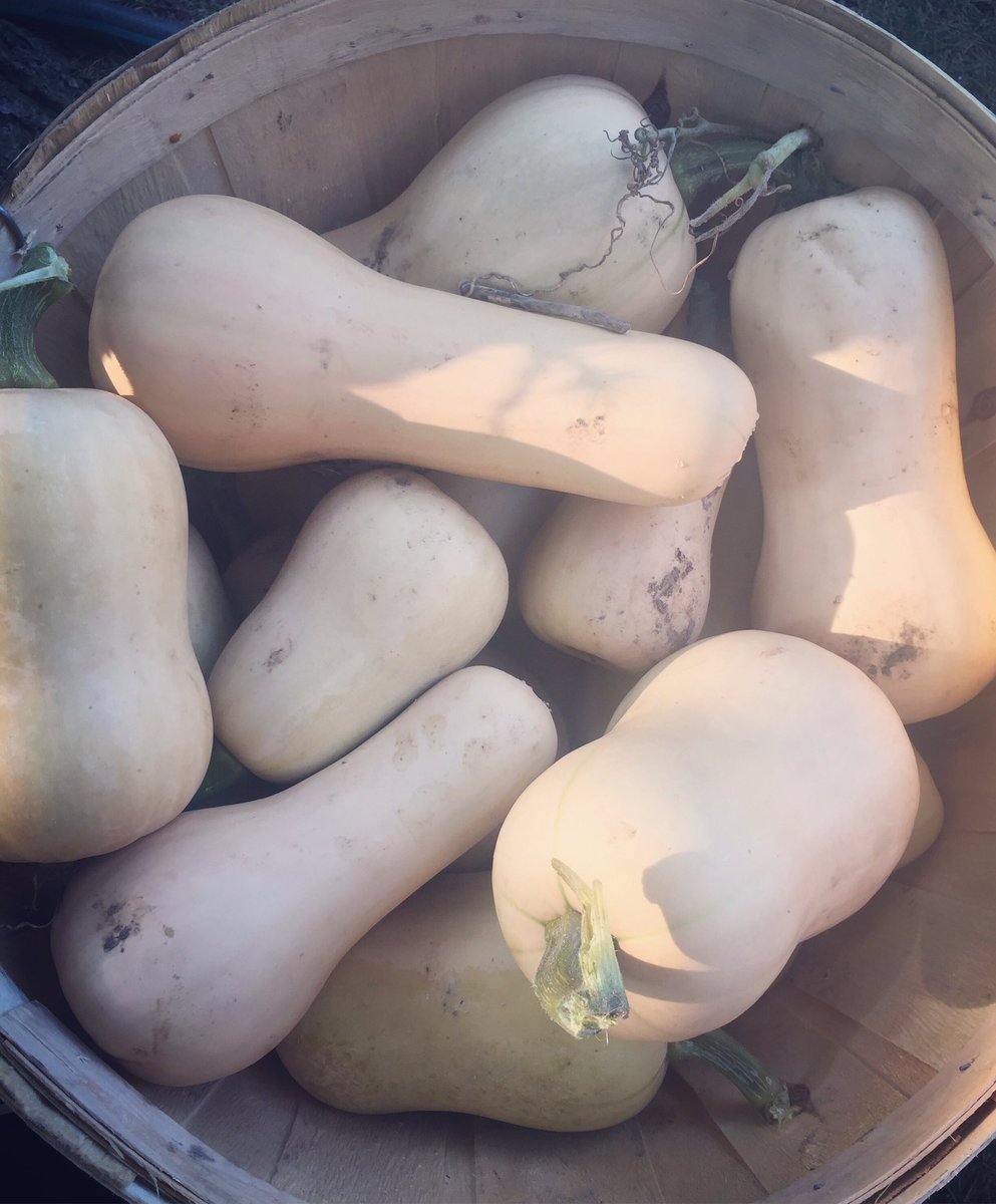 FoodThatBeets's tweet photo. Butternut ready! π π
#squash #fallcrop #fallharvest #healthyfood #organicfood #organicfarm #organicgardening #healthydinner #healthylifestyle #farm #kleinburg #ontario #woodbridge #vaughan #caledon #bolton #nobleton #kingcity #etobicoke #brampton https://t.co/K6Pw2SBmNu