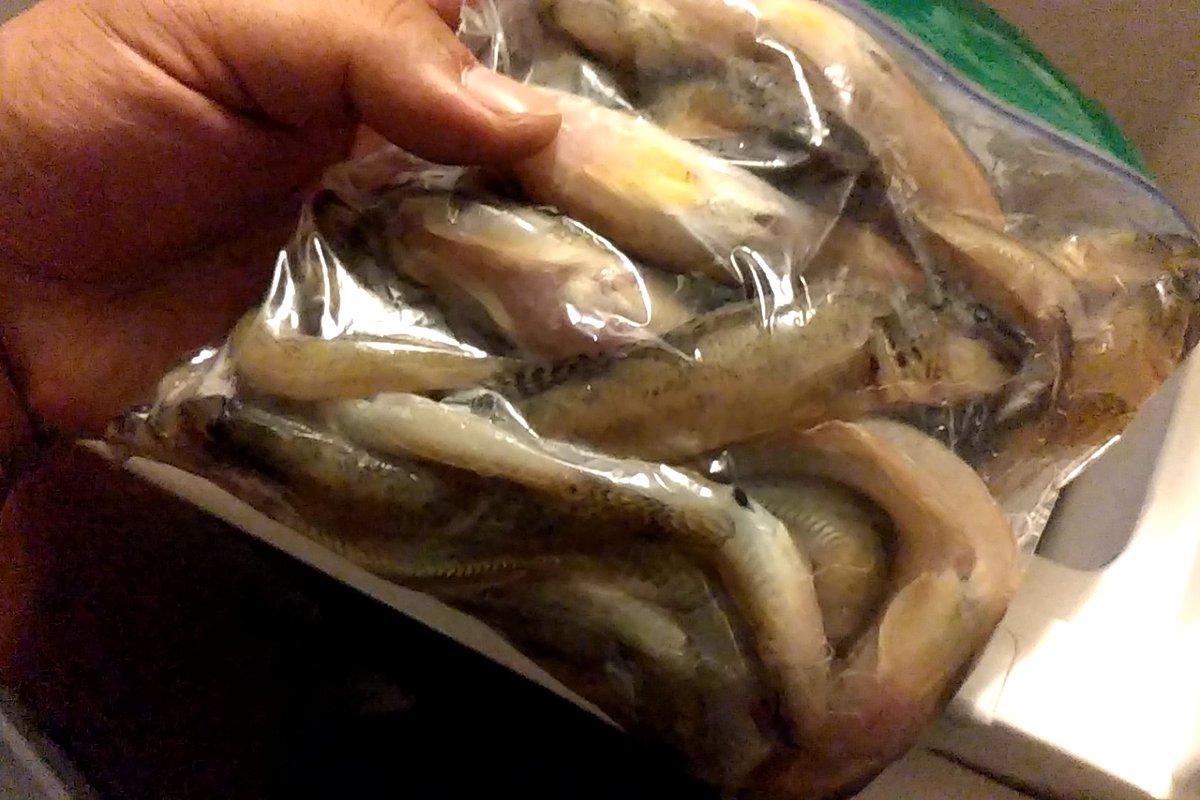 まるまる天狗 昨日の釣果のハゼ なかなか良いサイズが出てくれてる 今夜捌こう 釣り好き ハゼ釣り