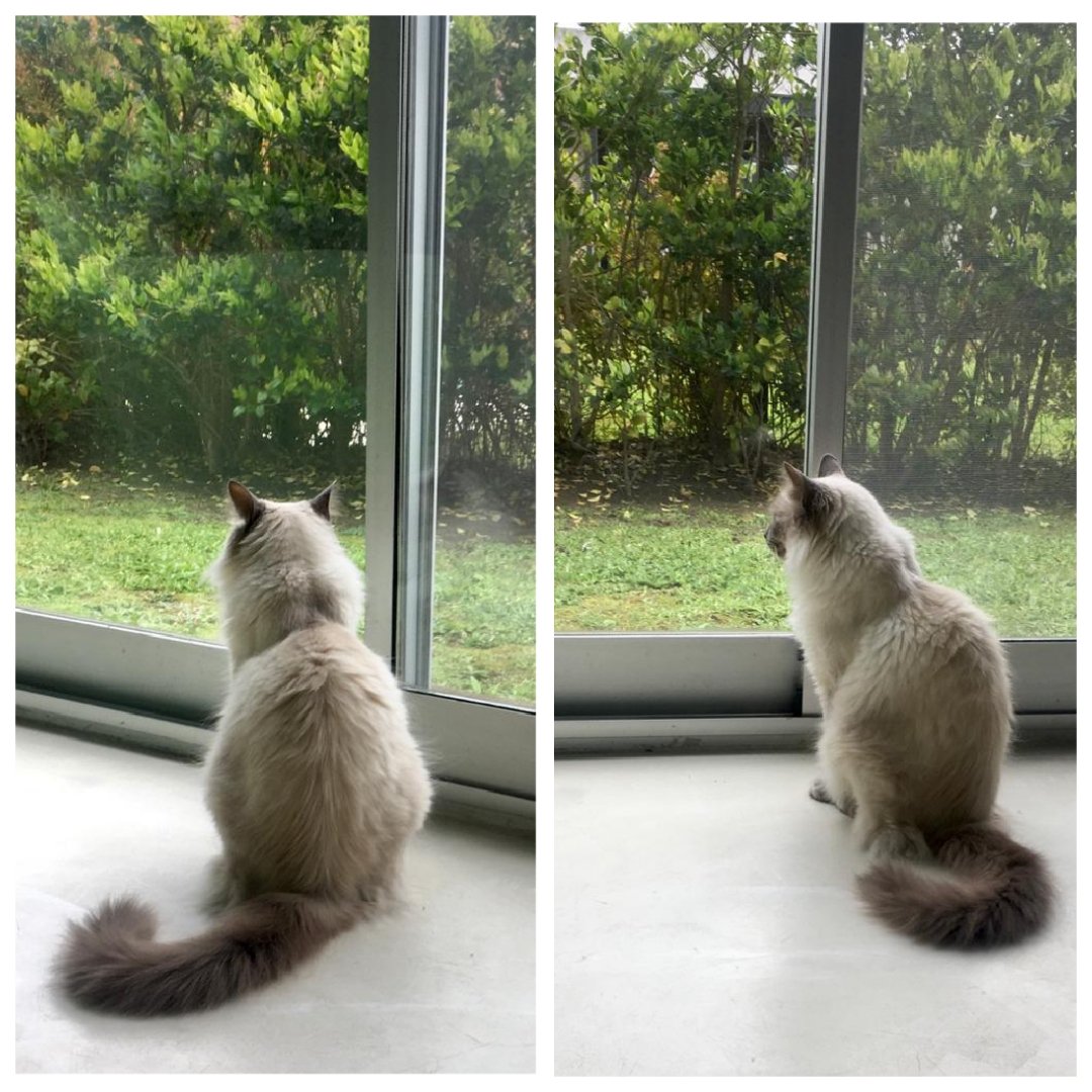soyporotook's tweet photo. Que Domingo de mierda....
No pude salir a pasear....
#porotoencasa #GatoEncerrado #influencercat https://t.co/fGKwAY00KQ