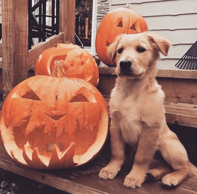 Halloween in 34 days 🎃