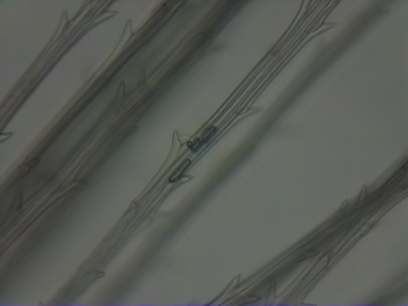 CashTHLo's tweet image. Guess what is this? #OpenFlexure #microscopy