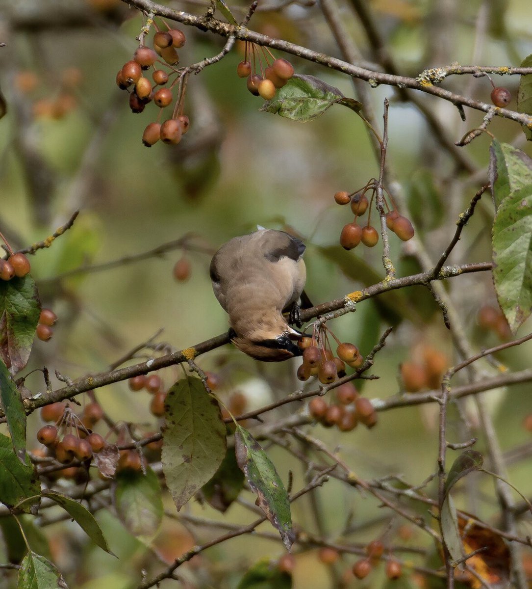 There was a small flock of waxwings working a crabapple tree. This one didn’t get as badly nailed by rust this year as mine did, so it had a lot of fruit. 4/6